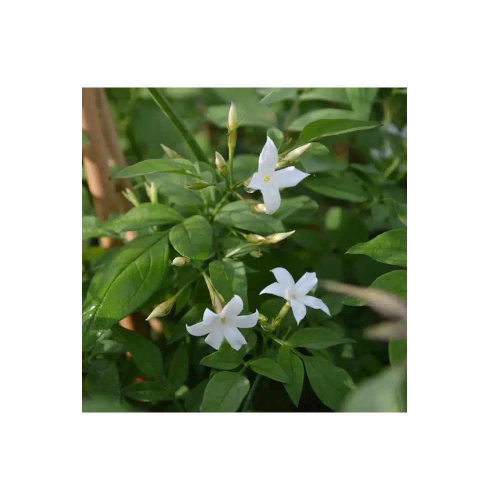 Pépinières Français PF_Jasmin-bla Jasmin blanc officinal - jasminum officinalis
