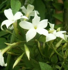 Pépinières Français PF_Jasmin-bla Jasmin blanc officinal - jasminum officinalis