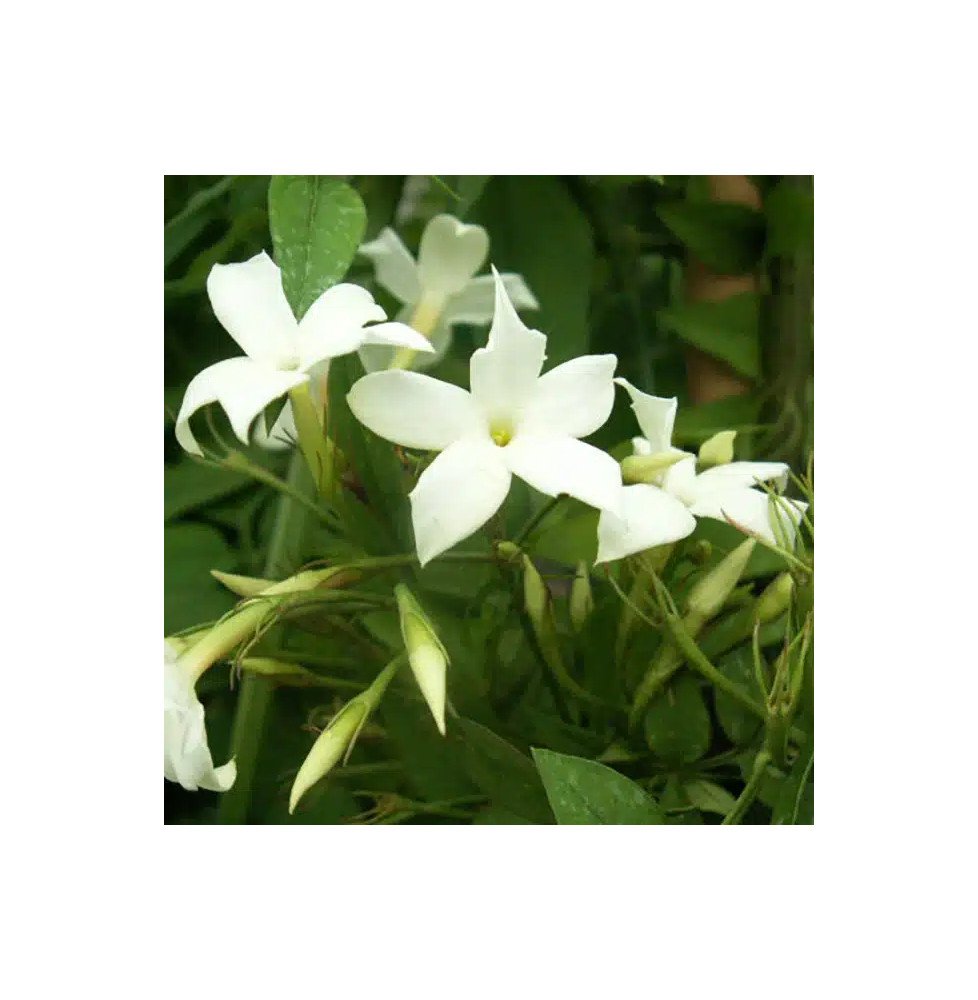 Pépinières Français PF_Jasmin-bla Jasmin blanc officinal - jasminum officinalis