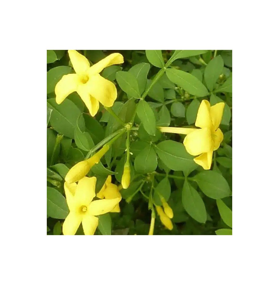 Pépinières Français PF_Jasmin-d-I Jasmin d'Italie 'Revolutum' - jasminum humile