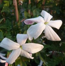 Pépinières Français PF_Jasmin-de Jasmin de Grasse - jasminum grandiflorum
