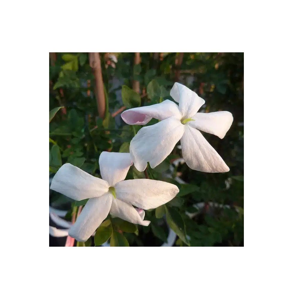 Pépinières Français PF_Jasmin-de Jasmin de Grasse - jasminum grandiflorum
