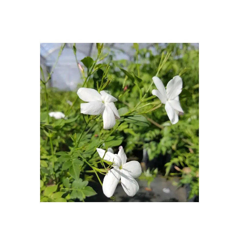 Pépinières Français PF_Jasmin-de Jasmin de Grasse - jasminum grandiflorum