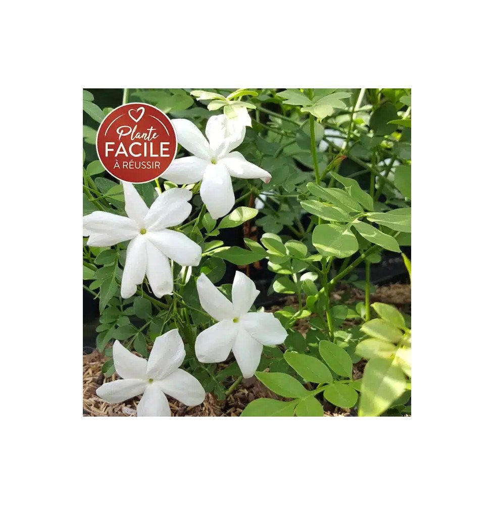 Pépinières Français PF_Jasmin-de Jasmin de Grasse - jasminum grandiflorum