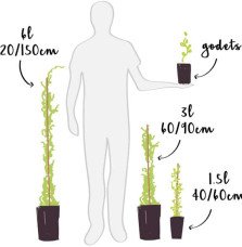 Pépinières Français PF_Jasmin-de Jasmin de Grasse - jasminum grandiflorum