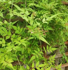 Pépinières Français PF_Jasmin-de2 Jasmin de Saint-Étienne - jasminum stephanense