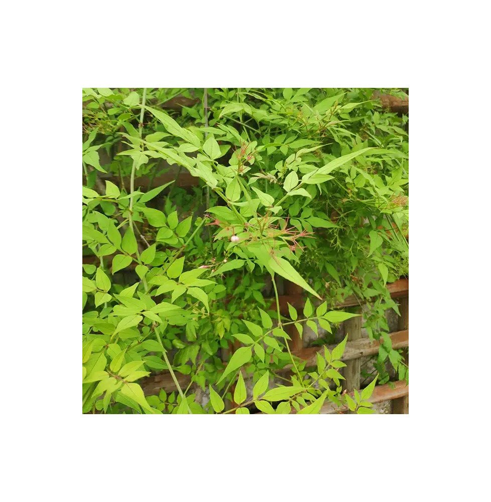 Pépinières Français PF_Jasmin-de2 Jasmin de Saint-Étienne - jasminum stephanense