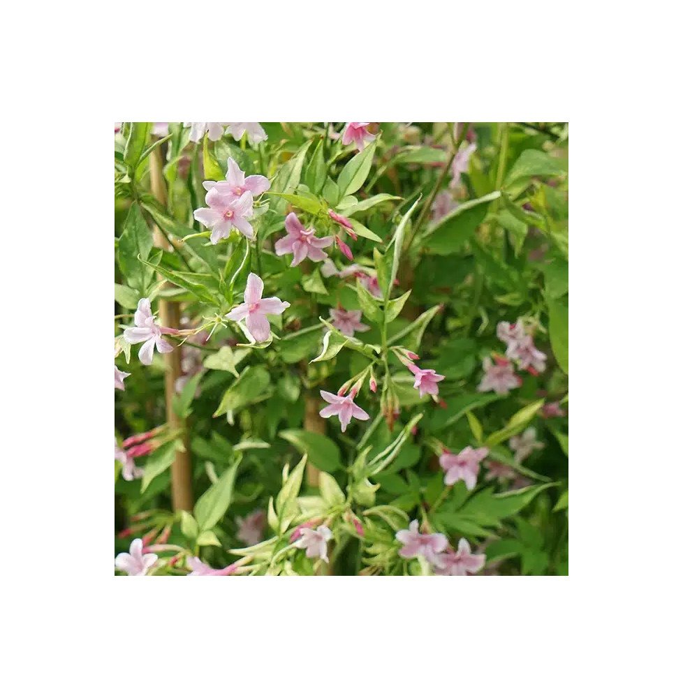 Pépinières Français PF_Jasmin-de2 Jasmin de Saint-Étienne - jasminum stephanense