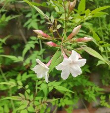 Pépinières Français PF_Jasmin-de2 Jasmin de Saint-Étienne - jasminum stephanense