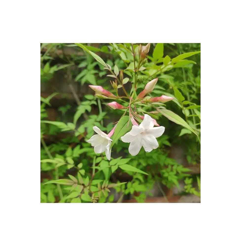 Pépinières Français PF_Jasmin-de2 Jasmin de Saint-Étienne - jasminum stephanense