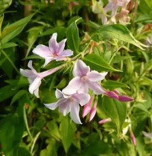 Pépinières Français PF_Jasmin-de2 Jasmin de Saint-Étienne - jasminum stephanense