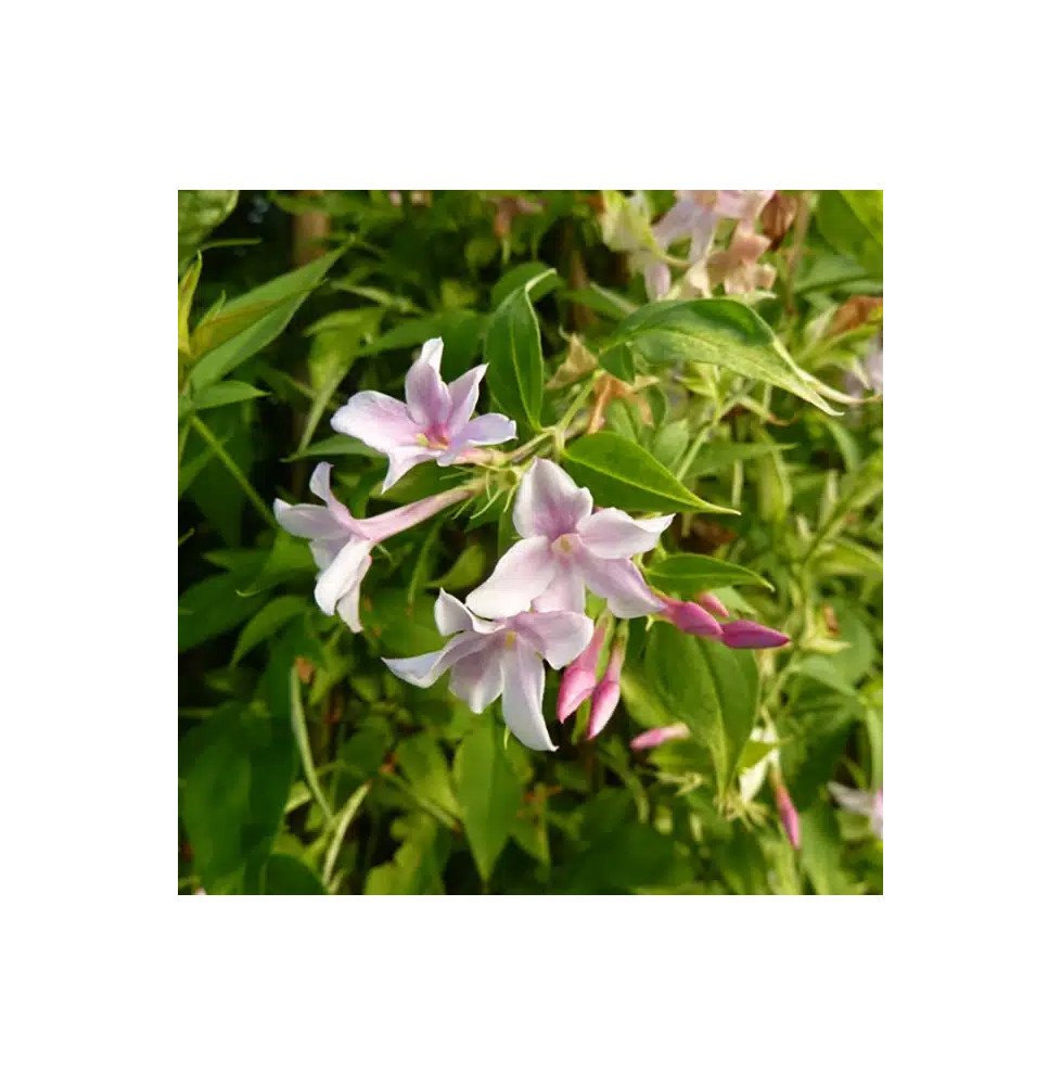 Pépinières Français PF_Jasmin-de2 Jasmin de Saint-Étienne - jasminum stephanense