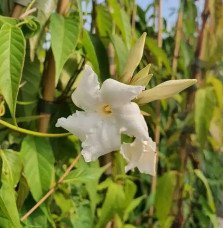 Pépinières Français PF_Jasmin-du Jasmin du Chili - mandevilla laxa
