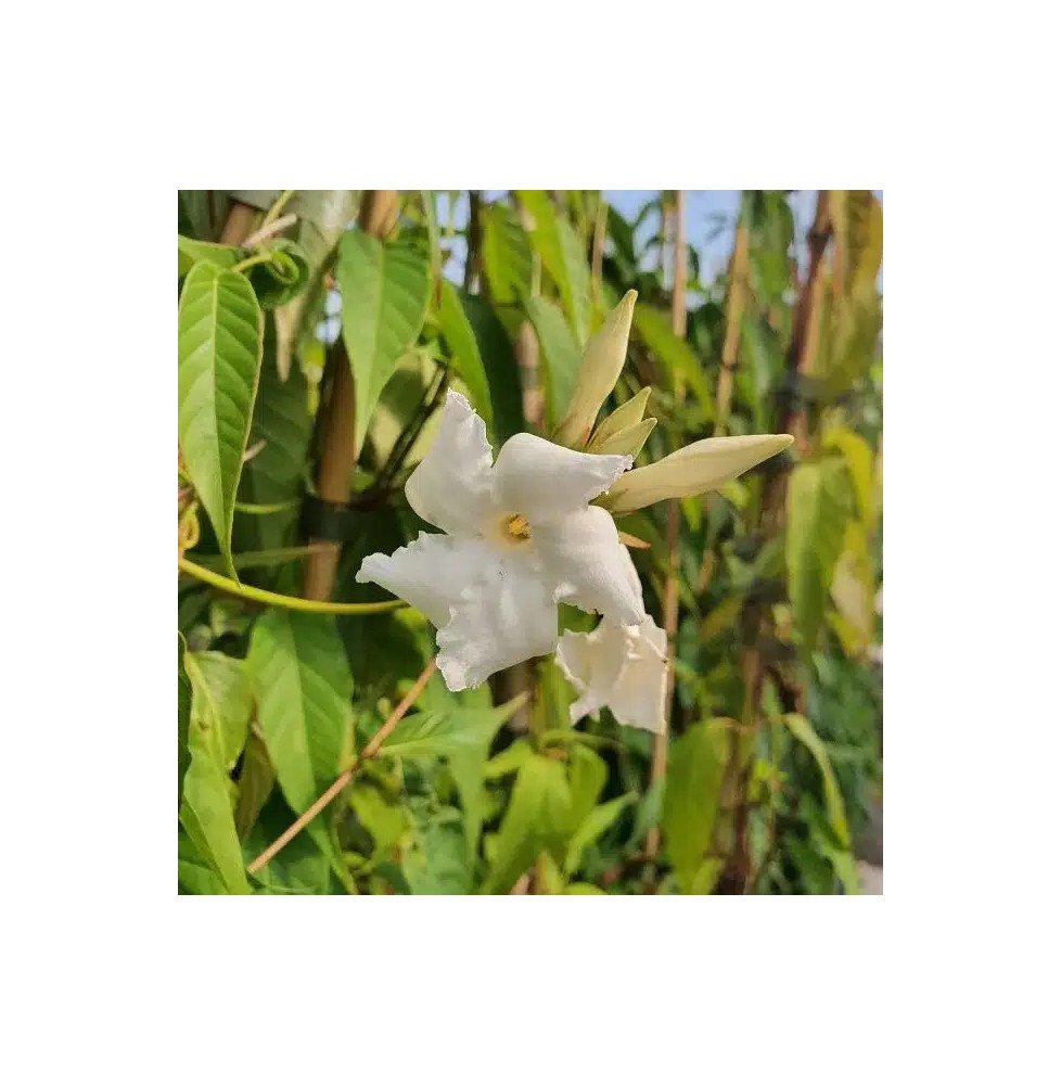 Pépinières Français PF_Jasmin-du Jasmin du Chili - mandevilla laxa