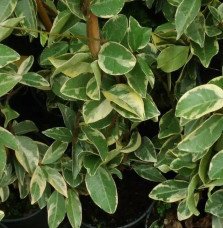Pépinières Français PF_Jasmin-éto1 Jasmin étoilé 'Variegatum' - trachelospermum jasminoides