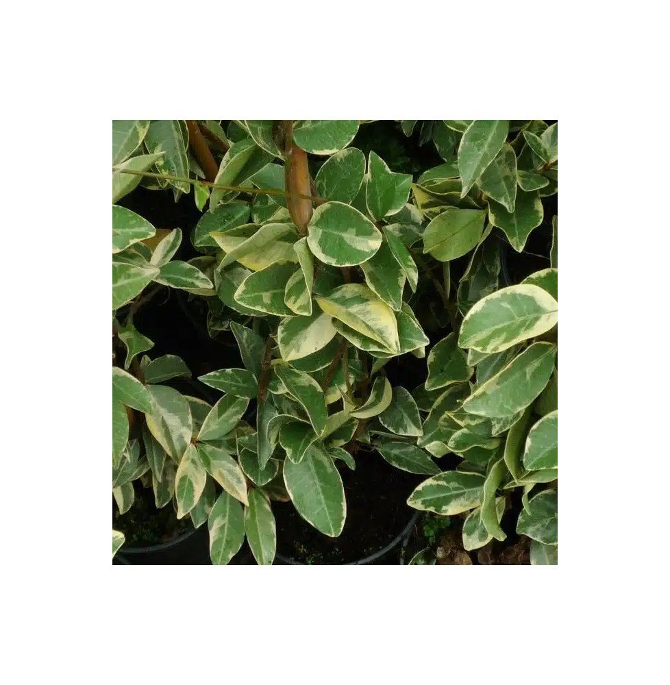 Pépinières Français PF_Jasmin-éto1 Jasmin étoilé 'Variegatum' - trachelospermum jasminoides