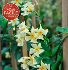 Pépinières Français PF_Jasmin-éto0 Jasmin étoilé jaune - trachelospermum asiaticum