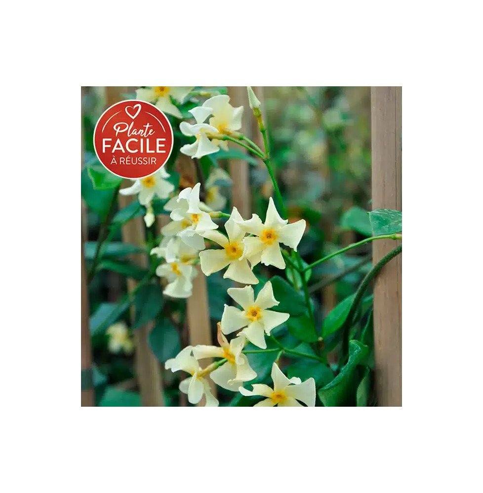 Pépinières Français PF_Jasmin-éto0 Jasmin étoilé jaune - trachelospermum asiaticum