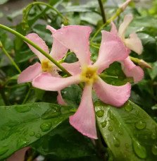 Pépinières Français PF_Jasmin-éto06 Jasmin étoilé rose - trachelospermum asiaticum