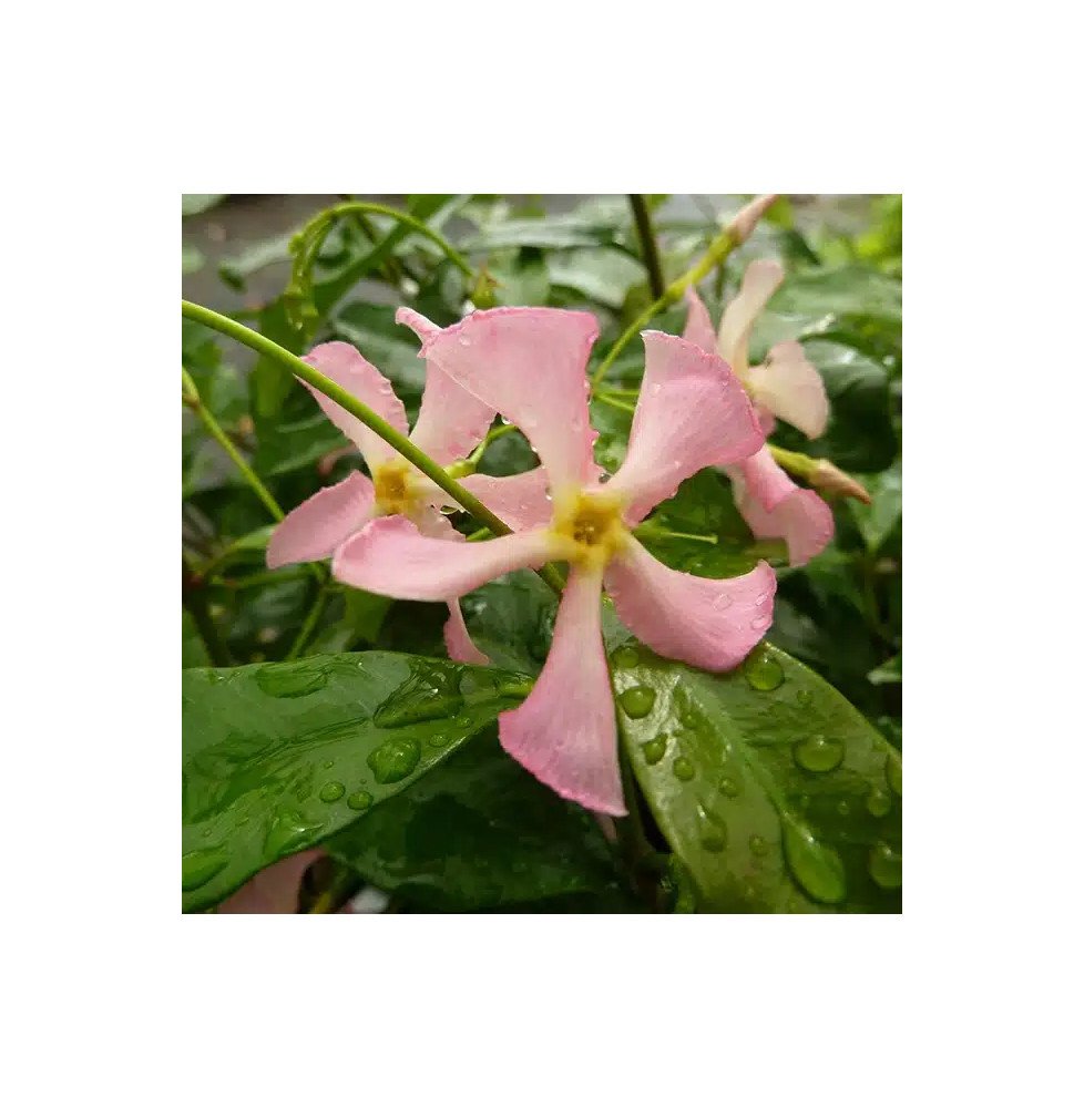 Pépinières Français PF_Jasmin-éto06 Jasmin étoilé rose - trachelospermum asiaticum