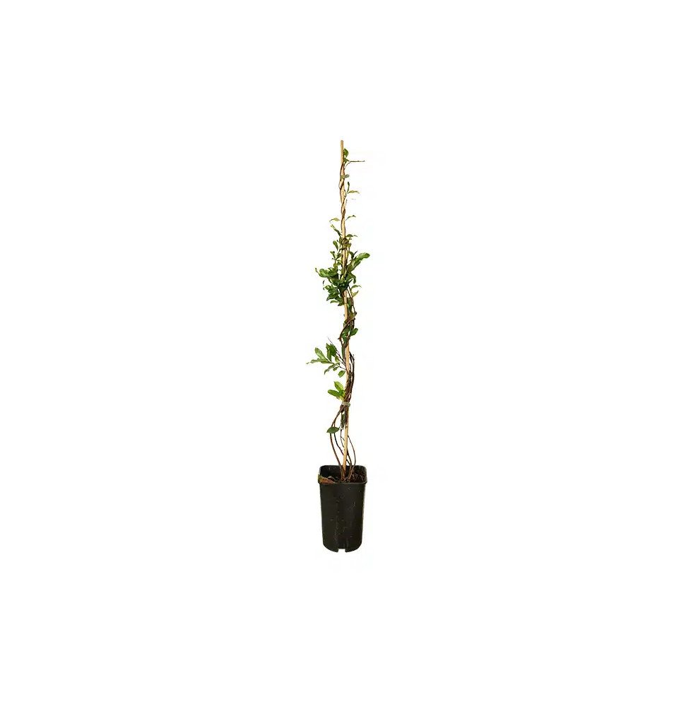 Pépinières Français PF_Jasmin-éto06 Jasmin étoilé rose - trachelospermum asiaticum