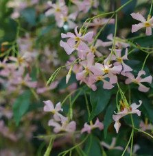 Pépinières Français PF_Jasmin-éto06 Jasmin étoilé rose - trachelospermum asiaticum