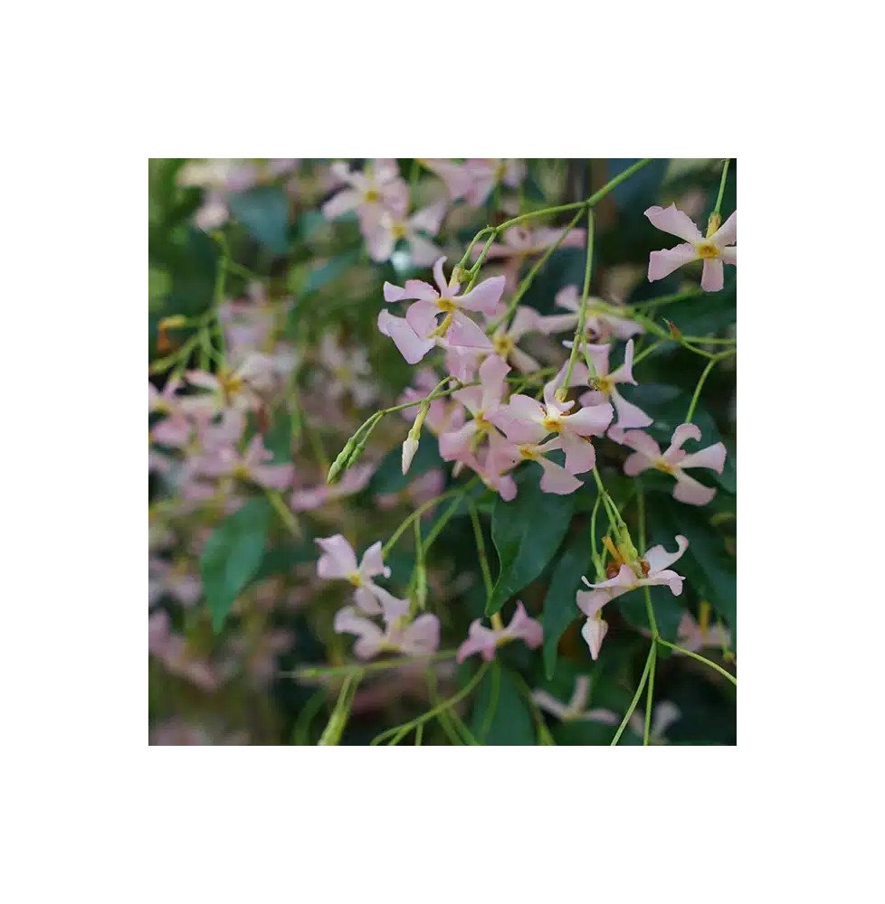 Pépinières Français PF_Jasmin-éto06 Jasmin étoilé rose - trachelospermum asiaticum