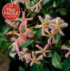 Pépinières Français PF_Jasmin-éto06 Jasmin étoilé rose - trachelospermum asiaticum