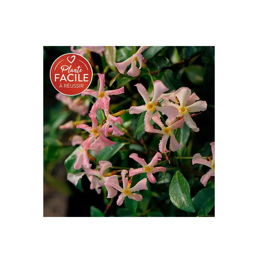 Pépinières Français PF_Jasmin-éto06 Jasmin étoilé rose - trachelospermum asiaticum