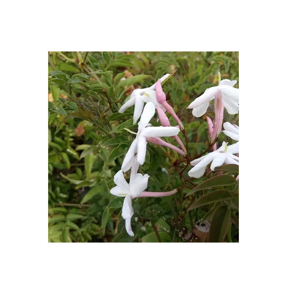 Pépinières Français PF_Jasmin-ros5 Jasmin rosé d'hiver - jasminum polyanthum