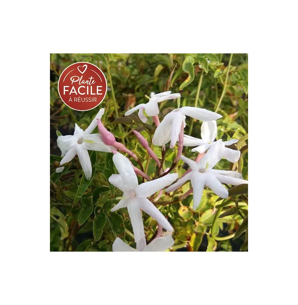 Pépinières Français PF_Jasmin-ros5 Jasmin rosé d'hiver - jasminum polyanthum