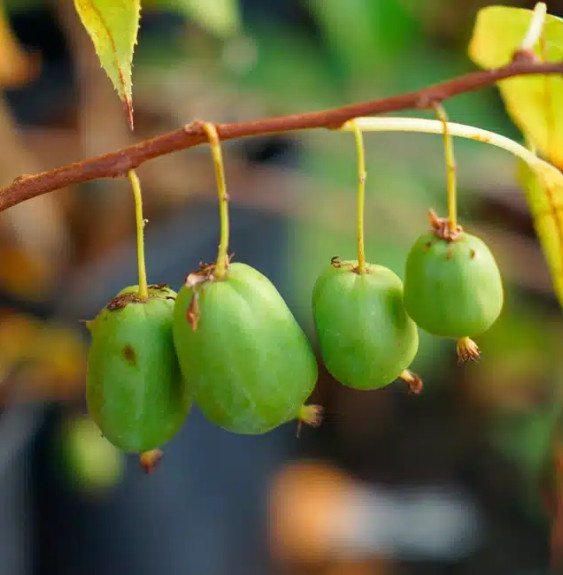Pépinières Français PF_Kiwaï-auto Kiwaï autofertile 'Issaï' - actinidia arguta
