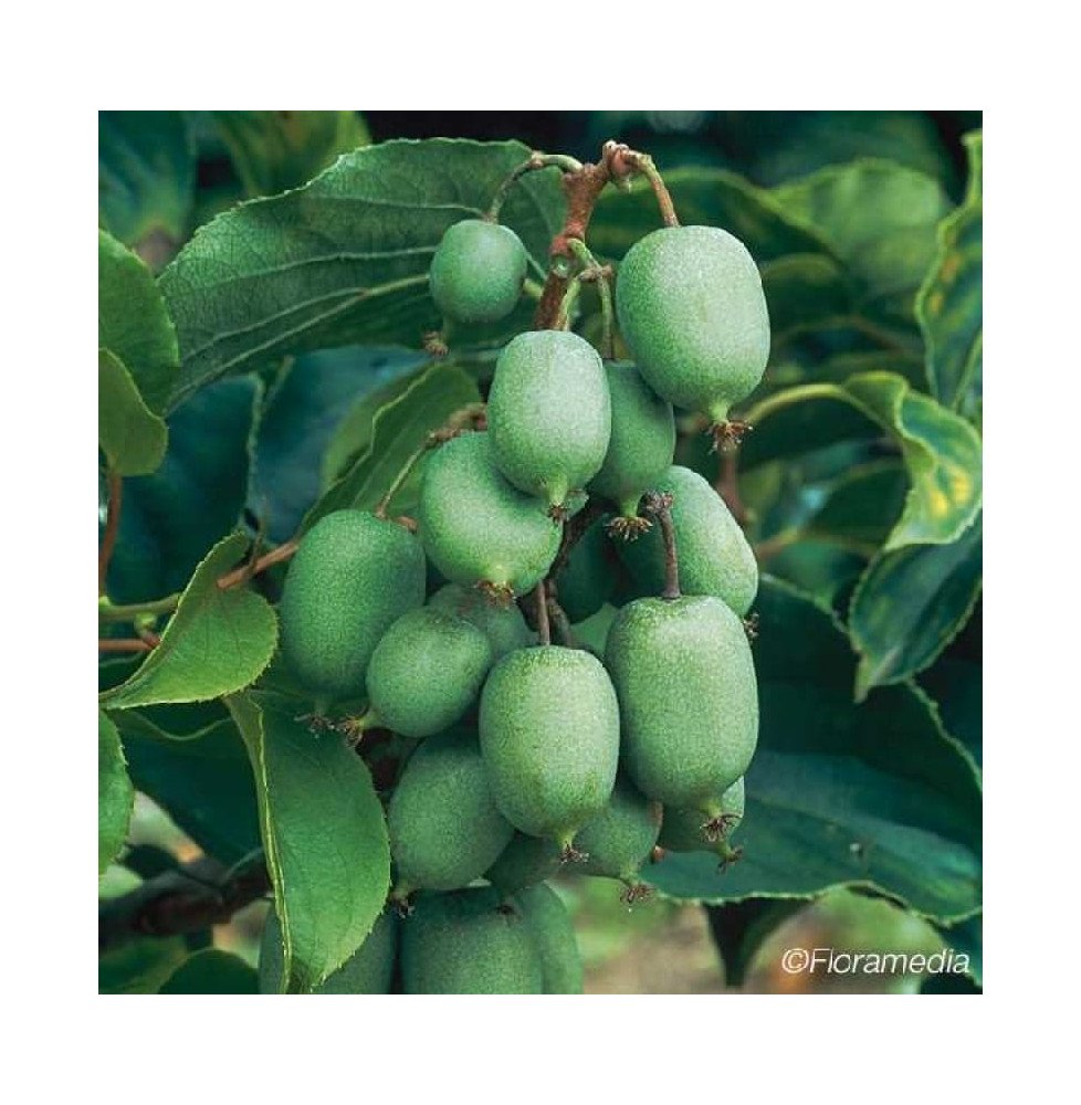 Pépinières Français PF_Kiwaï-auto8 Kiwaï autofertile 'Kokuwa' - actinidia arguta