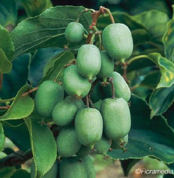 Pépinières Français PF_Kiwaï-auto8 Kiwaï autofertile 'Kokuwa' - actinidia arguta