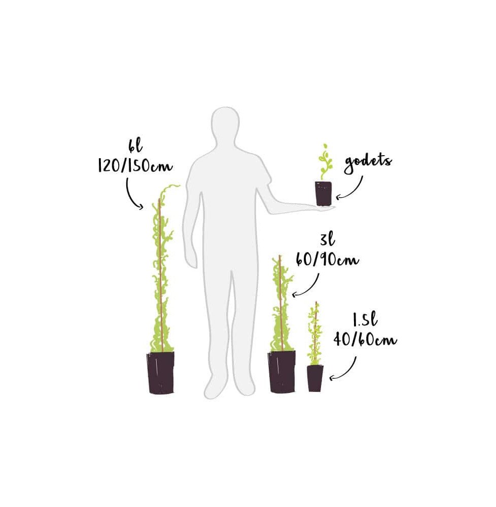 Pépinières Français PF_Kiwaï-auto8 Kiwaï autofertile 'Kokuwa' - actinidia arguta