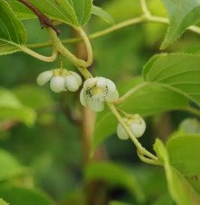 Pépinières Français PF_Kiwaï-auto82 Kiwaï autofertile 'Vitikiwi®' - actinidia arguta