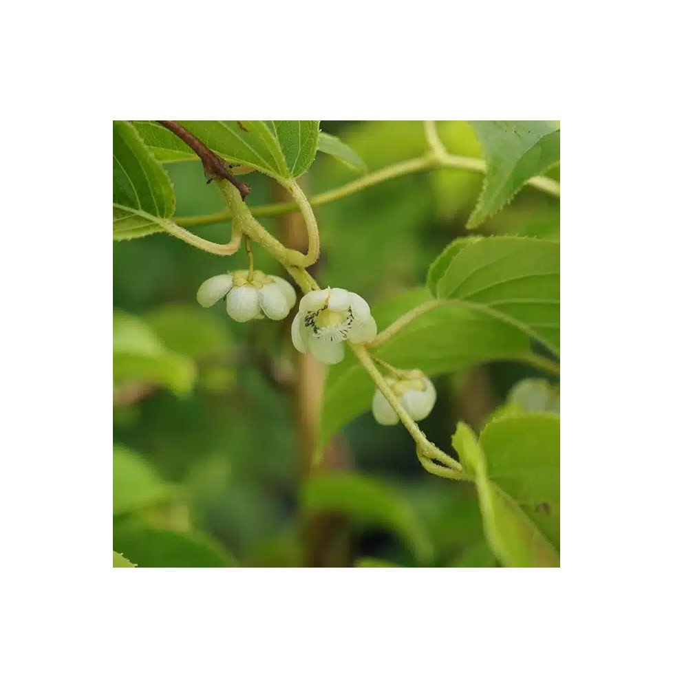 Pépinières Français PF_Kiwaï-auto82 Kiwaï autofertile 'Vitikiwi®' - actinidia arguta