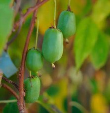 Pépinières Français PF_Kiwaï-auto82 Kiwaï autofertile 'Vitikiwi®' - actinidia arguta