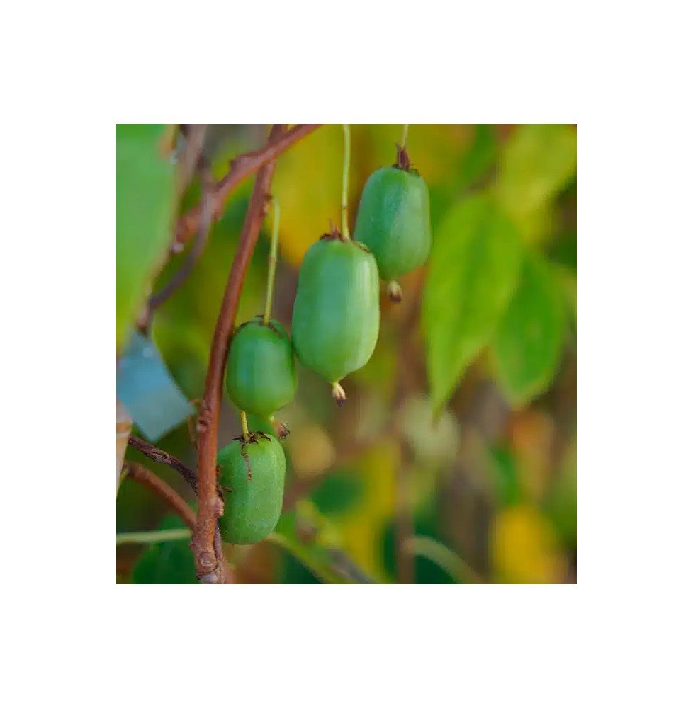 Pépinières Français PF_Kiwaï-auto82 Kiwaï autofertile 'Vitikiwi®' - actinidia arguta