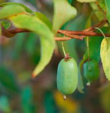Pépinières Français PF_Kiwaï-auto82 Kiwaï autofertile 'Vitikiwi®' - actinidia arguta
