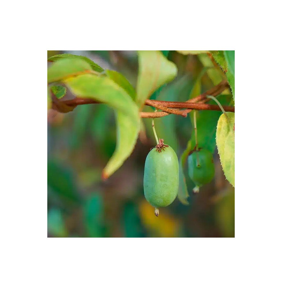 Pépinières Français PF_Kiwaï-auto82 Kiwaï autofertile 'Vitikiwi®' - actinidia arguta