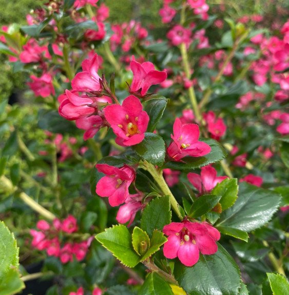 Pépinières Français PF_ESCALONIA5 ESCALONIA ‘Pride of donard’ / Escallonia 'Pride Of Donard'