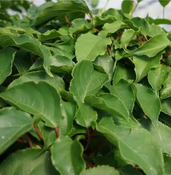 Pépinières Français PF_Kiwaï-male Kiwaï male - actinidia arguta