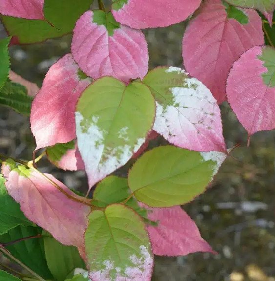 Pépinières Français PF_Kiwi-arcti Kiwi arctique - actinidia kolomikta