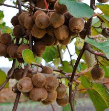 Pépinières Français PF_Kiwi-autof0 Kiwi autofertile 'Solo' - actinidia deliciosa