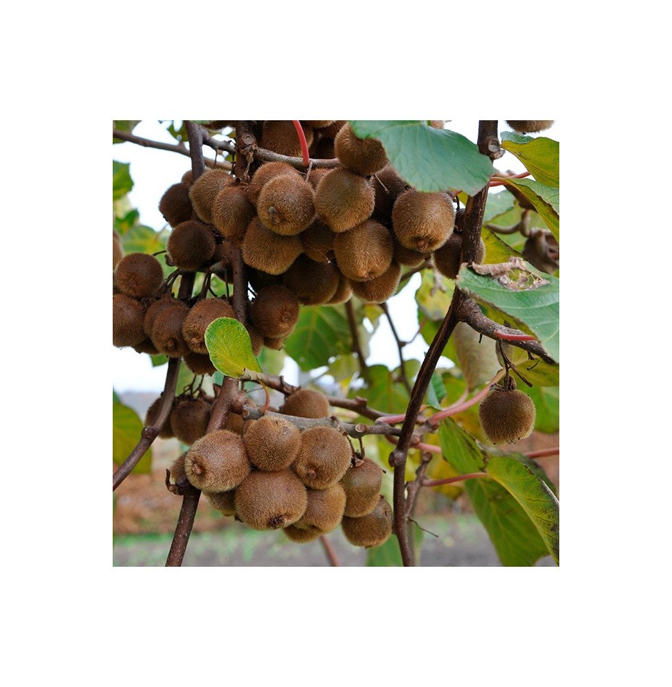 Pépinières Français PF_Kiwi-autof0 Kiwi autofertile 'Solo' - actinidia deliciosa