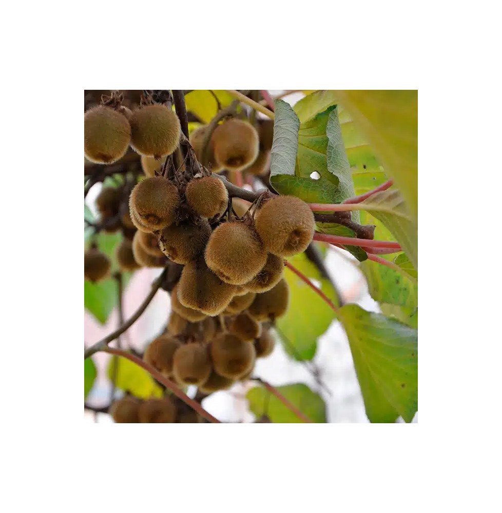 Pépinières Français PF_Kiwi-autof0 Kiwi autofertile 'Solo' - actinidia deliciosa