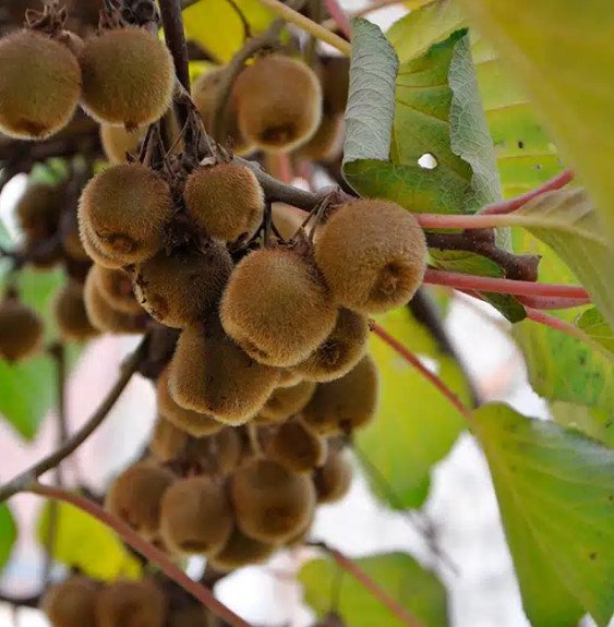 Pépinières Français PF_Kiwi-autof0 Kiwi autofertile 'Solo' - actinidia deliciosa