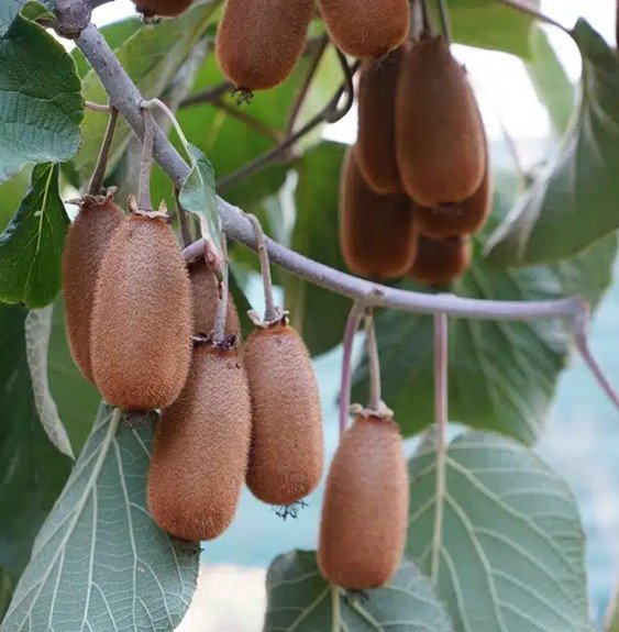Pépinières Français PF_Kiwi-femel Kiwi femelle 'Bruno' - actinidia deliciosa