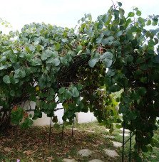 Pépinières Français PF_Kiwi-femel9 Kiwi femelle 'Kiwidoo®' - actinidia chinensis
